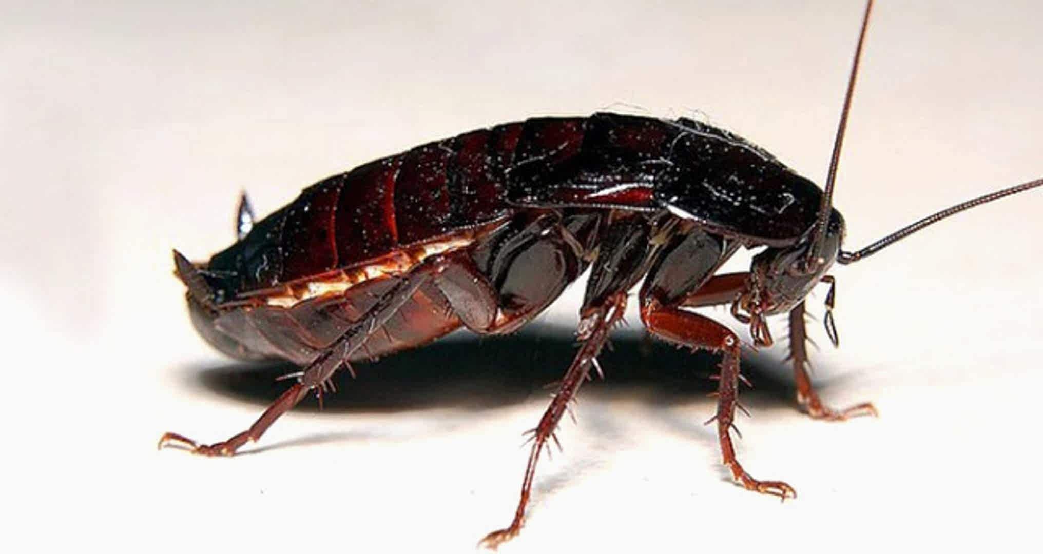 Doğu (Oriental) Hamam Böceği